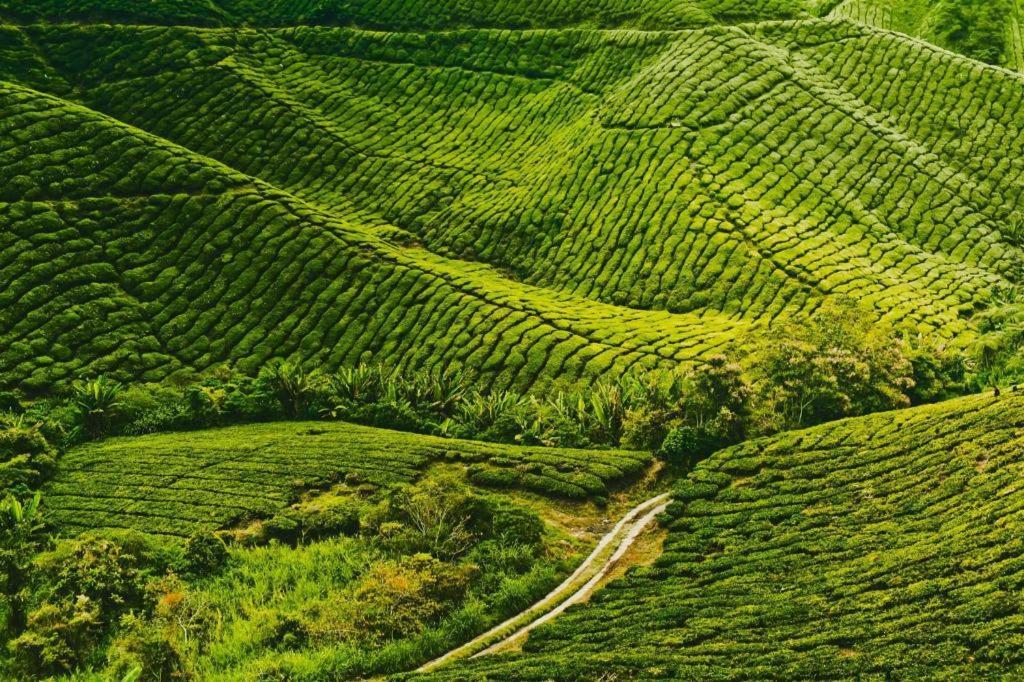 Krs Pines Hotel Cameron Highlands Esterno foto